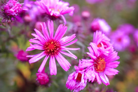 Stock Image: Pink Aster Flowers