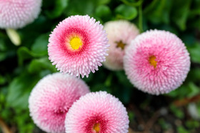 Stock Image: Pink Blooming Flowers - English Bellis Perennis