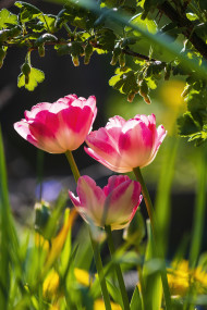 Stock Image: pink blooming tulips flowers in spring