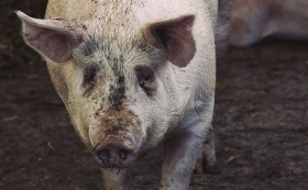 Stock Image: pink breeding pig