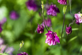 Stock Image: pink columbine flower