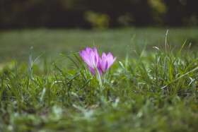 Stock Image: pink crocus flowers