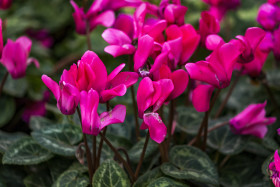 Stock Image: pink cyclamens flowers