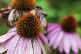 Stock Image: pink echinaceas