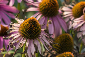 Stock Image: pink echinaceas