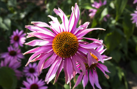 Stock Image: pink echinaceas flower