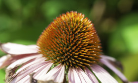 Stock Image: pink echinaceas flower macro