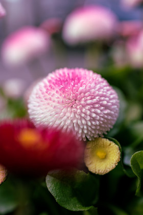 Stock Image: pink english bellis perennis