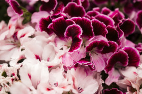 Stock Image: pink english geranium flowers