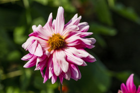 Stock Image: Pink Dahlia Flower