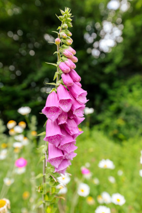 Stock Image: Pink foxglove