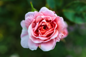 Stock Image: Pink Garden Rose
