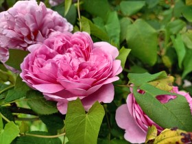 Stock Image: Pink Garden Rose