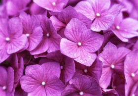 Stock Image: pink lilac flower background