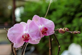 Stock Image: Pink Orchid Blossoms