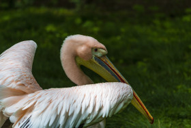 Stock Image: pink pelican portrait