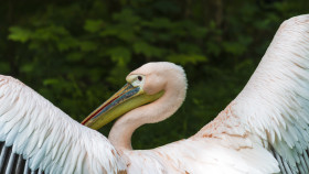 Stock Image: pink pelican wings