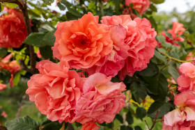 Stock Image: Pink Reddish Roses