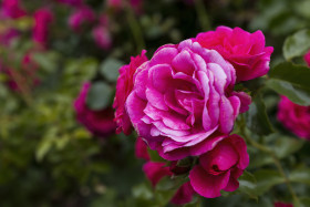 Stock Image: pink rose