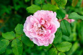 Stock Image: Pink Rose blooms in September