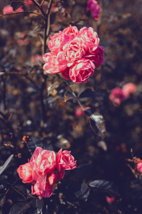 Stock Image: Pink Rose Garden