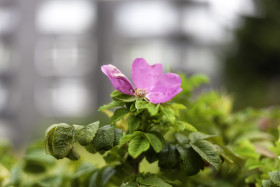 Stock Image: pink rosehip blossom