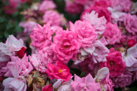 Stock Image: Pink Roses