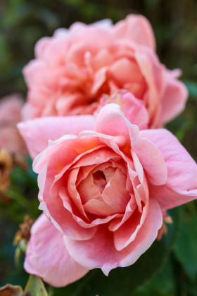 Stock Image: Pink roses