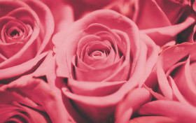 Stock Image: Pink roses Background