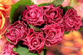 Stock Image: Pink roses in plastic packaging