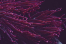 Stock Image: pink sebae anemone