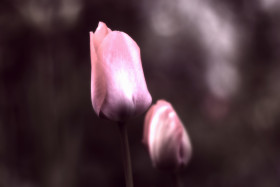 Stock Image: pink tulip