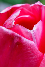 Stock Image: Pink tulip petals