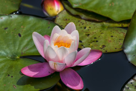 Stock Image: pink water lily, Nymphaea pubescens, hairy water lily