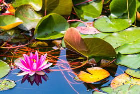 Stock Image: pink water lily, Nymphaea pubescens, hairy water lily