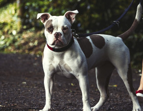 Stock Image: pitbull on leash