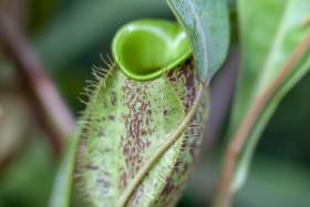 Stock Image: Pitcher plant Carnivorous plants Close up