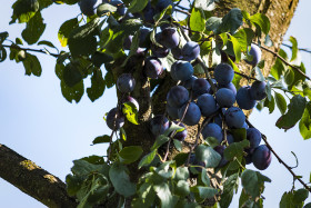 Stock Image: plum tree
