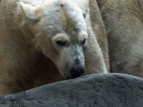 Stock Image: Polar Bear