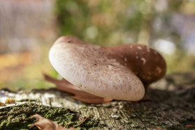 Stock Image: Polypore - Tinder Fungus