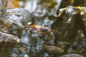 Stock Image: Pond fishes
