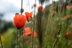 Stock Image: Poppy with aphid infestation