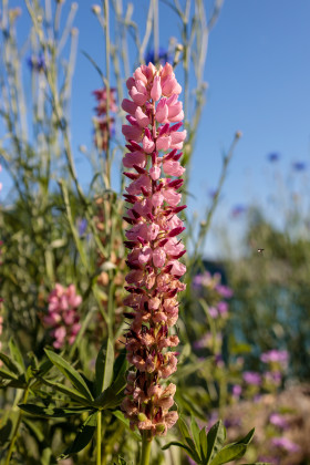 Stock Image: Popsicle Pink Lupine