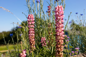 Stock Image: Popsicle Pink Lupines