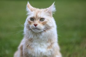 Stock Image: Portrait of a beautiful Maine Coon Cat
