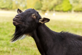 Stock Image: Portrait of a black Goat on a meadow