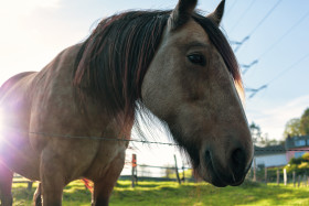 Stock Image: portrait of a brown horse
