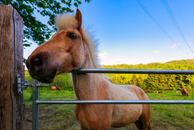 Stock Image: Portrait of a curious pony