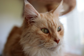Stock Image: Portrait of a cute cat