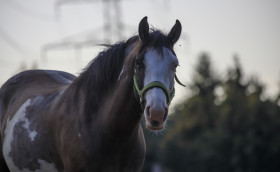 Stock Image: portrait of a dark brown horse with a white head